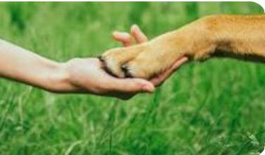 Communication animale